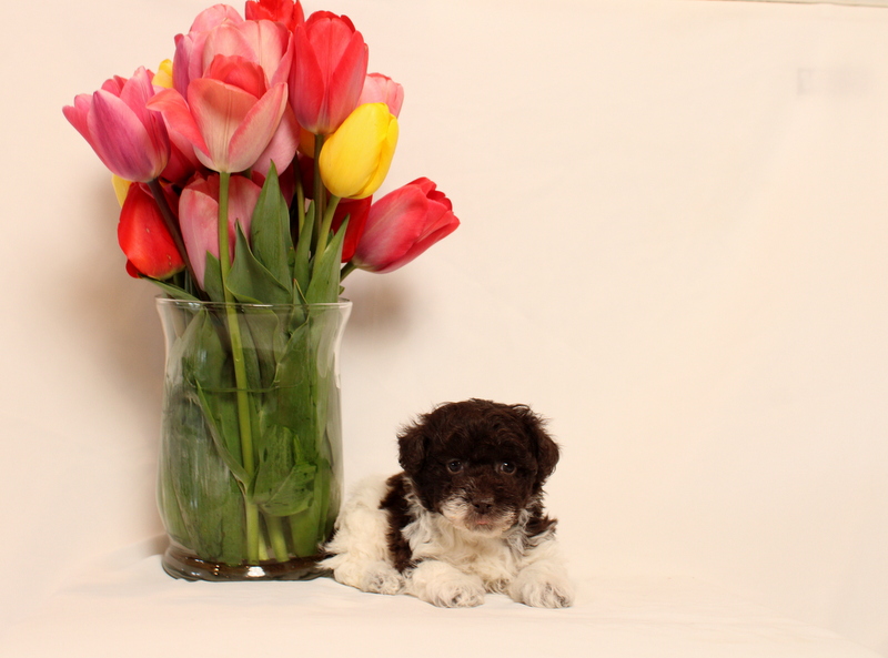 puppy, for, sale, Toy Poodle, Matthew B. Stoltzfus, dog, breeder, Gap, PA, dog-breeder, puppy-for-sale, forsale, nearby, find, puppyfind, locator, puppylocator, aca